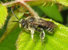 Macropis europaea