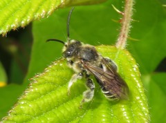 Macropis europaea