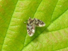 Clytocerus ocellaris