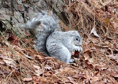 Sciurus niger cinereus