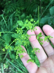 Pastinaca