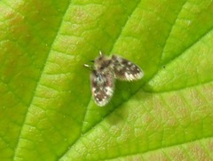 Clytocerus ocellaris