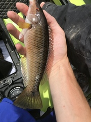 Halichoeres semicinctus