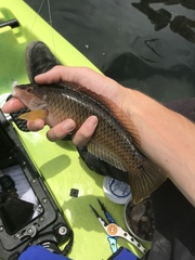 Halichoeres semicinctus