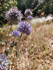 Echinops ritro
