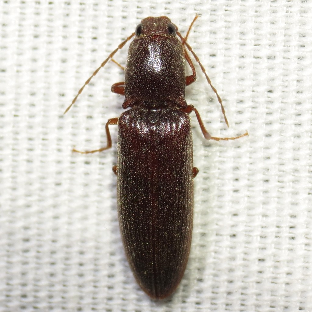 Gambrinus sinuifrons