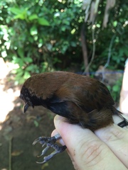 Pheugopedius atrogularis