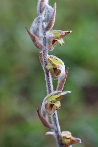 Dendrolirium lasiopetalum, 2024-10-21