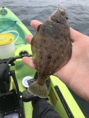 Citharichthys sordidus