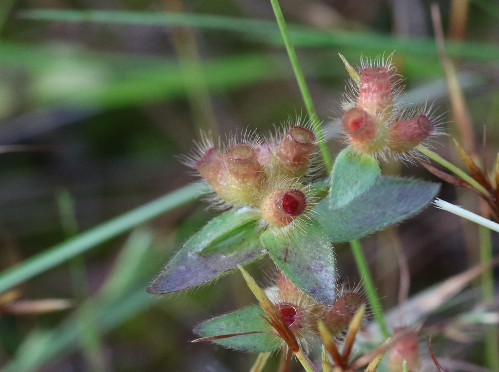 Osbeckia cochinchinensis