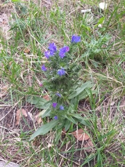 Echium vulgare