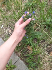 Echium vulgare