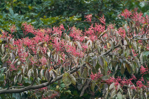 Cornus macrophylla, photograph 1