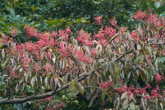 Cornus macrophylla, photograph WATANABE Hitoshi 渡辺仁, CC BY, iNaturalist via GBIF