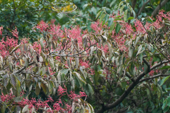 Cornus macrophylla