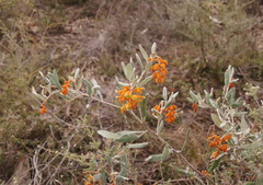Grevillea floribunda