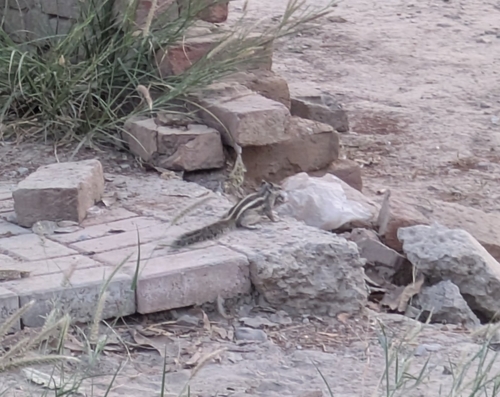 Northern Palm Squirrel
