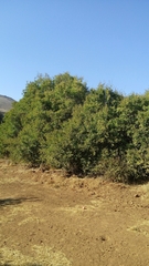 Prunus ursina