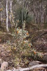 Grevillea floribunda
