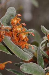Grevillea floribunda