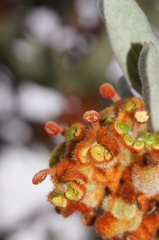 Grevillea floribunda