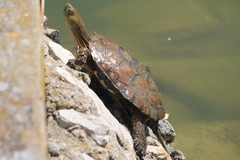 Mauremys leprosa leprosa