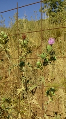 Cirsium phyllocephalum