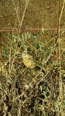 Astragalus oleifolius