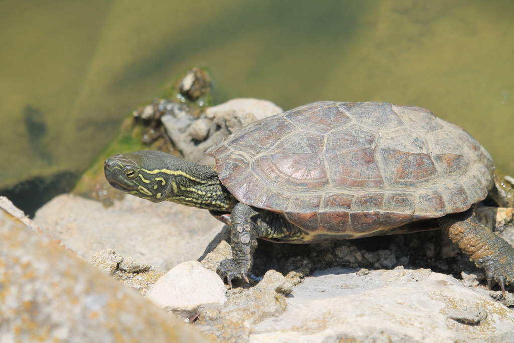 Chinese Pond Turtle In July 2019 By Luís Lourenço · Inaturalist