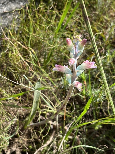 Image of Lachenalia salteri by (c) Charleen Brunke, some rights reserved (CC BY)