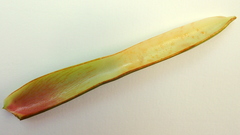 Philodendron pedatum