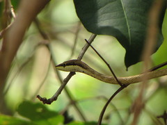 Oxybelis potosiensis