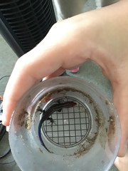 Plestiodon inexpectatus