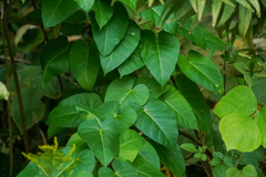 Cynanchum rostellatum, photograph WATANABE Hitoshi 渡辺仁, CC BY, iNaturalist via GBIF
