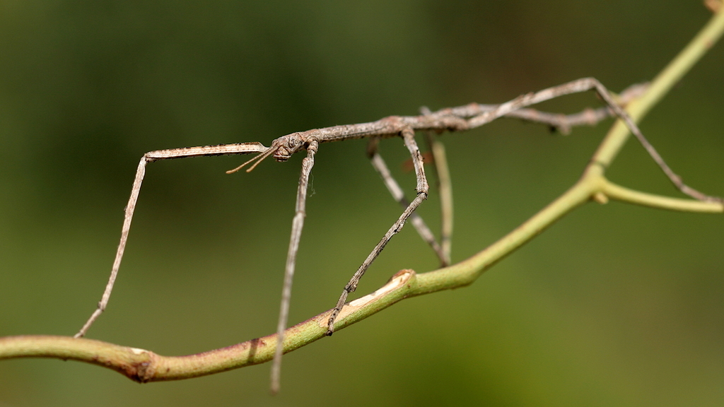 Phasmatini