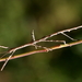 Margin-winged Stick Insect - Photo (c) Alan Melville, some rights reserved (CC BY-NC-ND), uploaded by Alan Melville