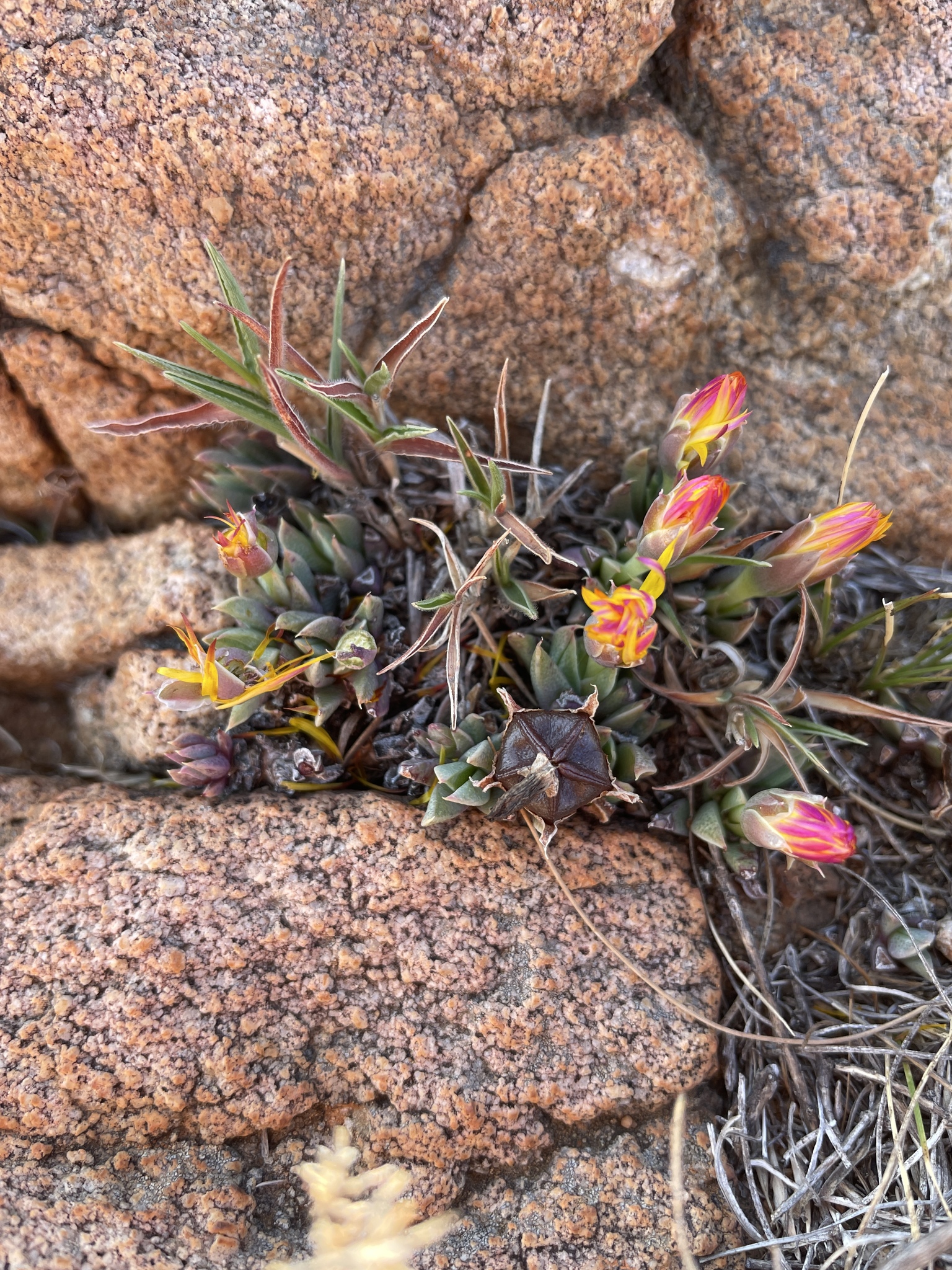 Bergeranthus katbergensis