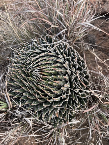 Aristaloe aristata