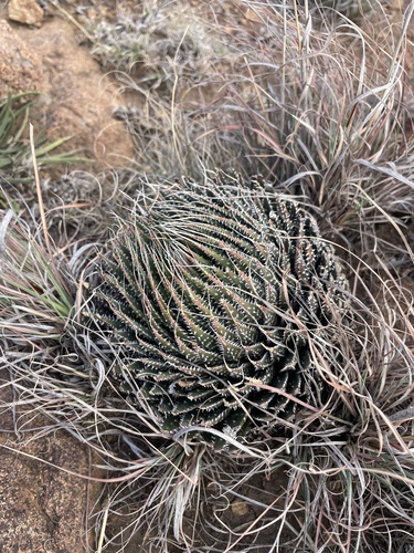 Lace Aloe (Aristaloe aristata)