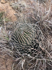 Perlmut-aloe (Aristaloe aristata)