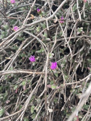 Ruschia putterillii, photograph (c) Justin Ponder, some rights reserved (CC BY)