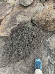 Ruschia putterillii, photograph (c) Justin Ponder, some rights reserved (CC BY)