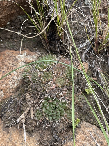 Haworthia marumiana