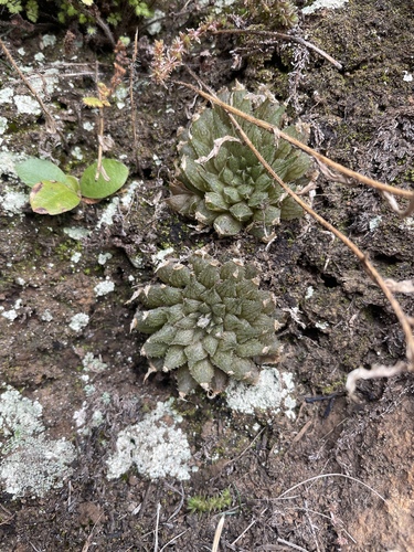Haworthia marumiana