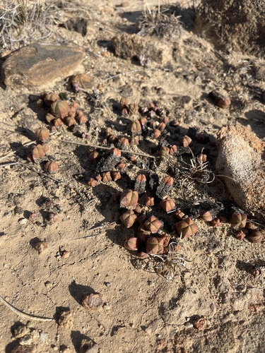 Crassula pyramidalis