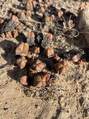 Crassula pyramidalis
