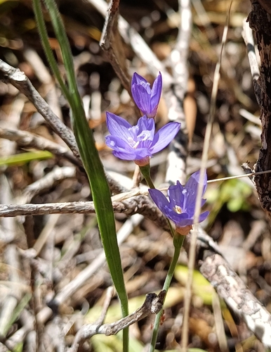 Image of Geissorhiza aspera by no rights reserved