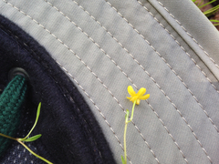 Ranunculus flammula filiformis