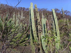 Isolatocereus dumortieri