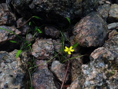 Ranunculus flammula filiformis